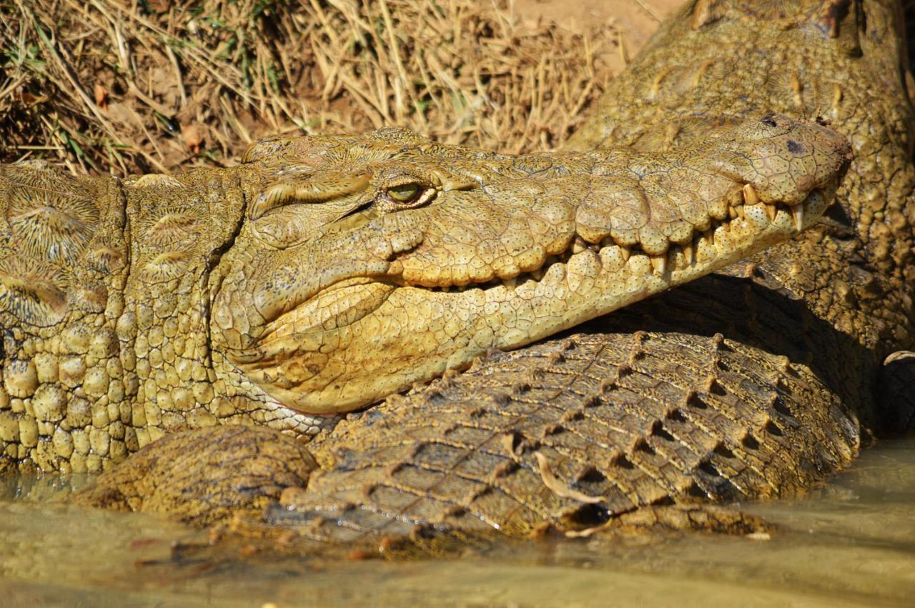 Crocodile Pools Resort Габороне Екстериор снимка